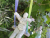 Swinging to the Stars! 014.jpg